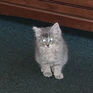 Meet your Posher, Tina